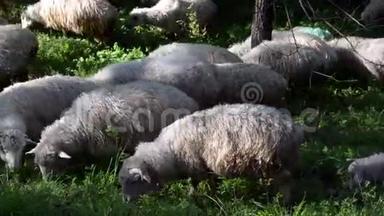 羊在绿树丛中的草坪上吃草